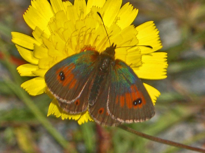 Che siano Erebia dromus? S